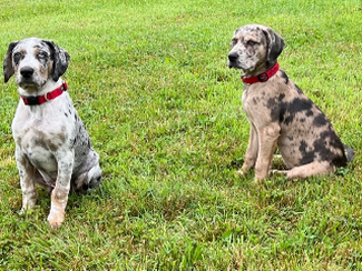 Catahoula's