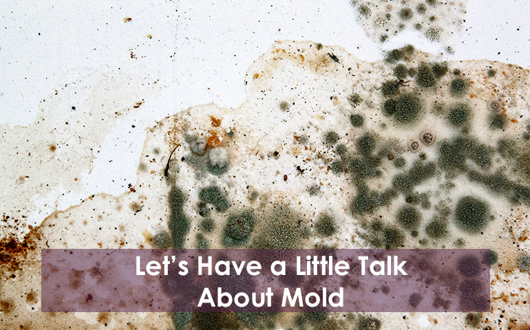 Let's Have a Little Talk About Mold