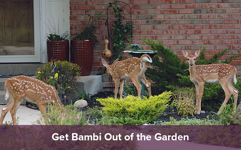 Get Bambi Out of the Garden