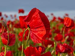 Memorial Day- May 2025