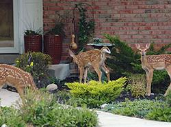 Get Bambi Out of the Garden